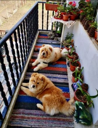 Chow Chow / zwei Mädchen. 🐶🐶💕