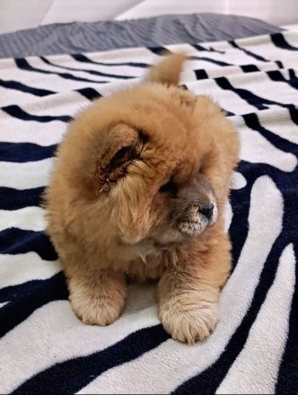 Chow Chow / zwei Mädchen. 🐶🐶💕