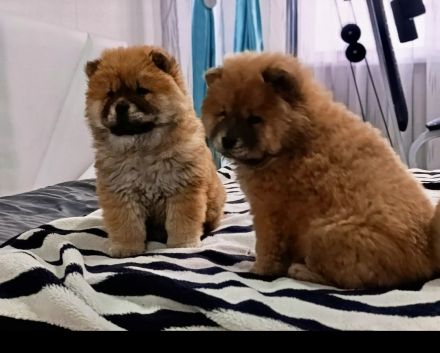 Chow Chow / zwei Mädchen. 🐶🐶💕