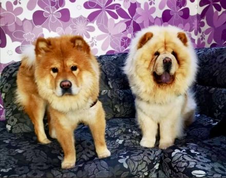 Chow Chow / zwei Mädchen. 🐶🐶💕