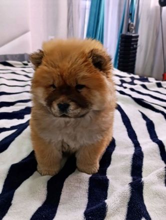 Chow Chow / zwei Mädchen. 🐶🐶💕