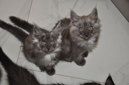 Maine Coon Kitten Black Smoke/ Black Solid
