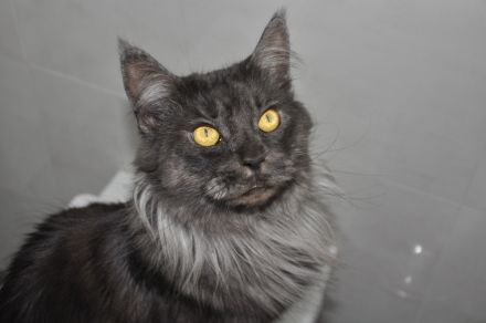 Maine Coon Kitten Black Smoke/ Black Solid