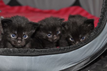 Maine Coon Kitten Black Smoke/ Black Solid