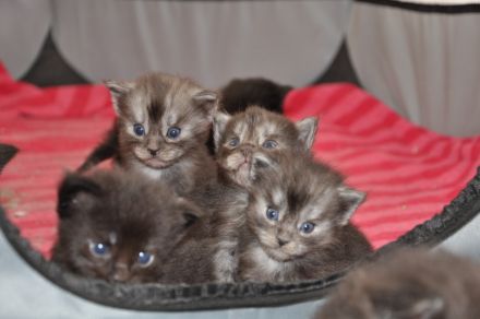 Maine Coon Kitten Black Smoke/ Black Solid