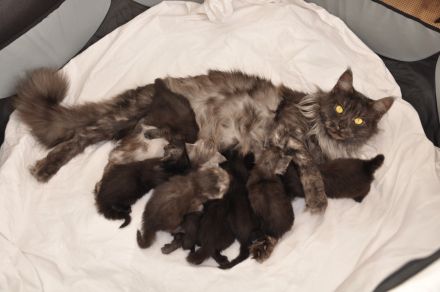 Maine Coon Kitten Black Smoke/ Black Solid