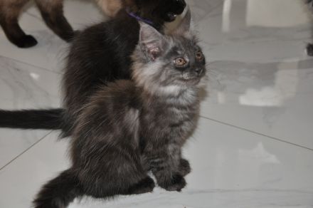 Maine Coon Kitten Black Smoke/ Black Solid