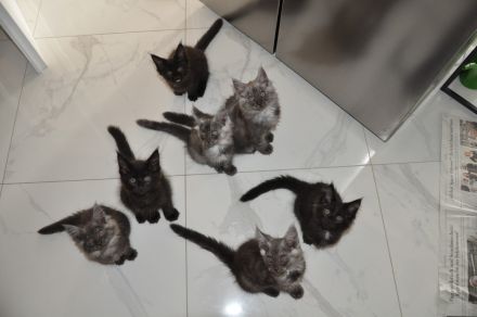 Maine Coon Kitten Black Smoke/ Black Solid