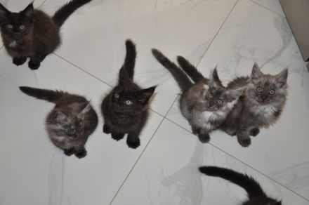 Maine Coon Kitten Black Smoke/ Black Solid