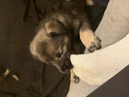 Wolfsspitz-Labrador Welpen