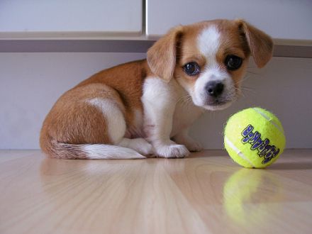 Bezaubernde Chihuahua-Mix-Welpen suchen ein liebevolles Zuhause ❤️
