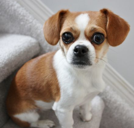 Bezaubernde Chihuahua-Mix-Welpen suchen ein liebevolles Zuhause ❤️
