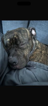 Odie sucht liebevolle Familie