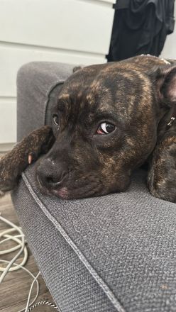 Odie sucht liebevolle Familie