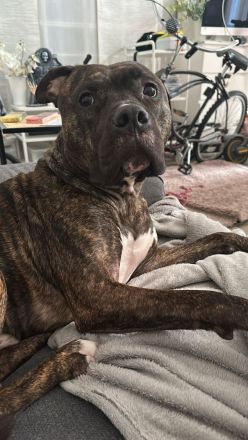 Odie sucht liebevolle Familie