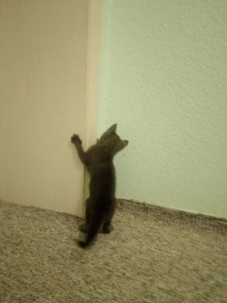 Russisch Blau Kitten
