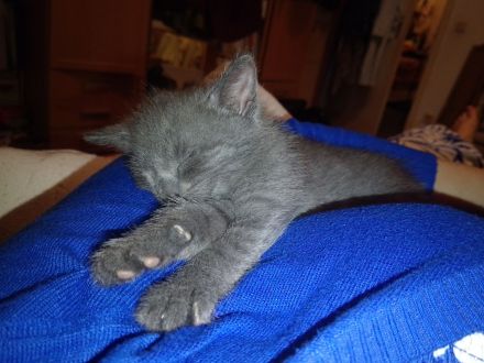 Russisch Blau Kitten