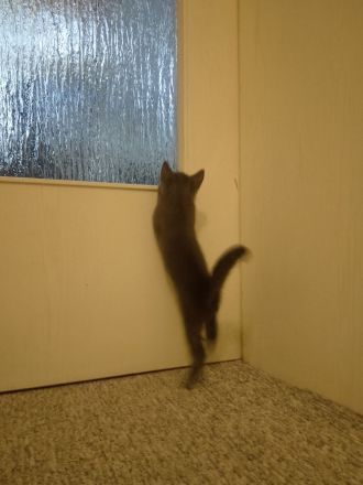 Russisch Blau Kitten
