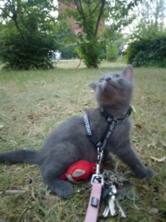 Russisch Blau Kitten