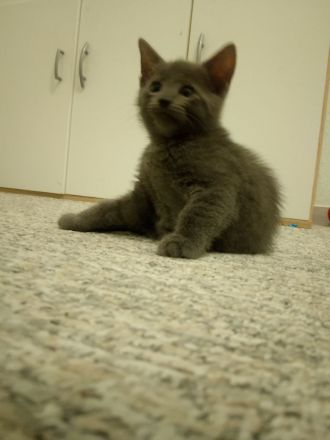 Russisch Blau Kitten
