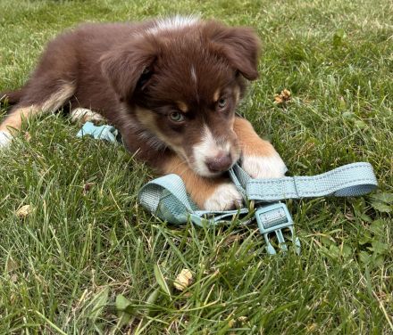 Border Collie Australien Sheperd Hündin abzugeben