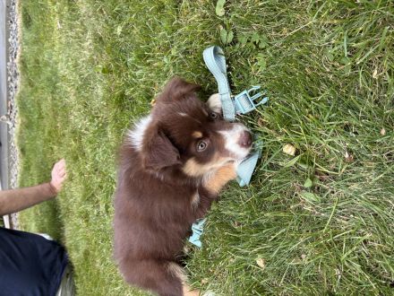 Border Collie Australien Sheperd Hündin abzugeben