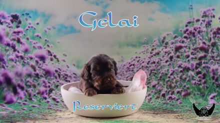 English Cocker Spaniel Welpen mit Ahnentafel