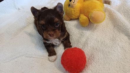 Schokoyorkshireterrier Rüde und Bieweryorkshireterrier