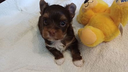 Schokoyorkshireterrier Rüde und Bieweryorkshireterrier