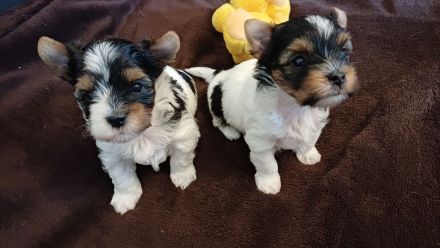 Schokoyorkshireterrier Rüde und Bieweryorkshireterrier
