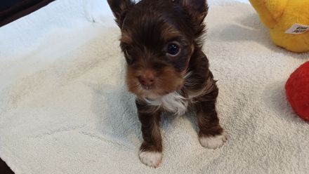Schokoyorkshireterrier Rüde und Bieweryorkshireterrier