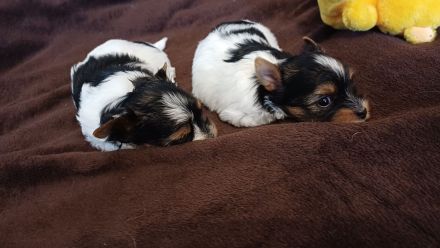 Schokoyorkshireterrier Rüde und Bieweryorkshireterrier