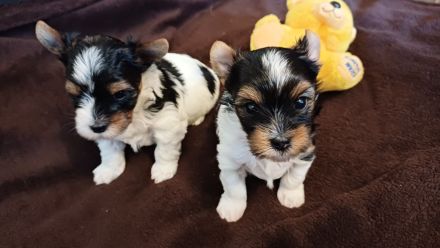 Schokoyorkshireterrier Rüde und Bieweryorkshireterrier