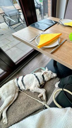 Oreo auf Pflegestelle in 42799 Leichlingen sucht sein Für-immer-Zuhause