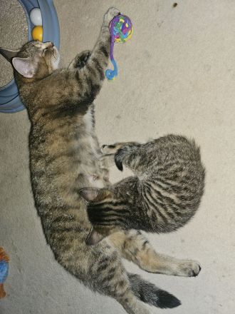 Süßer kleiner Katerle sucht ein " Für immer Zuhause "