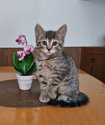 Süßer kleiner Katerle sucht ein " Für immer Zuhause "