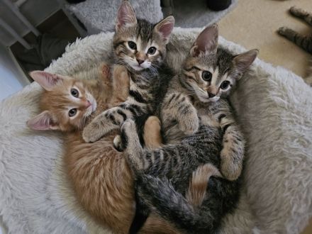 Süßer kleiner Katerle sucht ein " Für immer Zuhause "