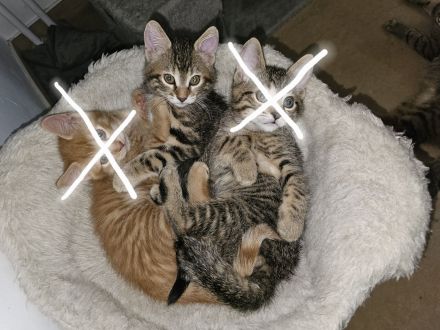 Süßer kleiner Katerle sucht ein " Für immer Zuhause "