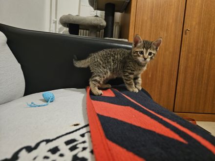 Süßer kleiner Katerle sucht ein " Für immer Zuhause "