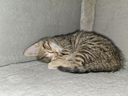 Süßer kleiner Katerle sucht ein " Für immer Zuhause "