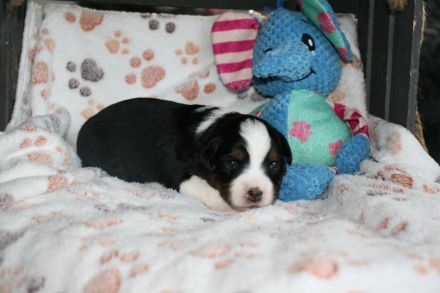Traumhafte Toy/Mini Aussie Welpen