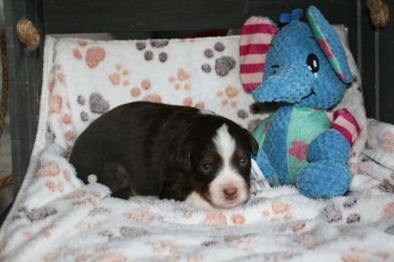 Traumhafte Toy/Mini Aussie Welpen