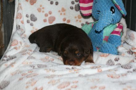 Traumhafte Toy/Mini Aussie Welpen