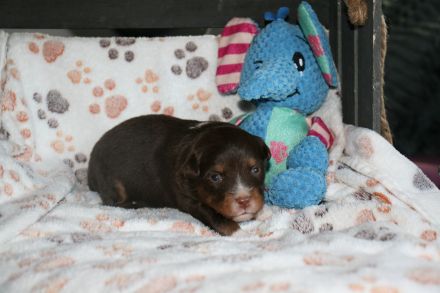 Traumhafte Toy/Mini Aussie Welpen