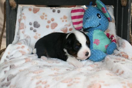 Traumhafte Toy/Mini Aussie Welpen