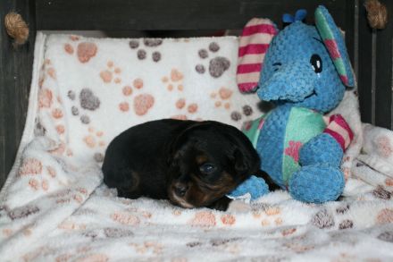 Traumhafte Toy/Mini Aussie Welpen