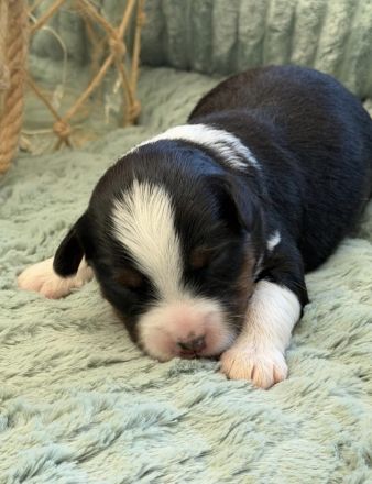 Unsere Ruby sucht noch ein Zuhause