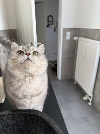 Zwei unzertrennliche Katzendamen (BKH & Bengal) suchen liebevolles Zuhause