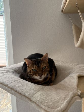 Zwei unzertrennliche Katzendamen (BKH & Bengal) suchen liebevolles Zuhause