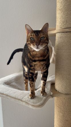 Zwei unzertrennliche Katzendamen (BKH & Bengal) suchen liebevolles Zuhause